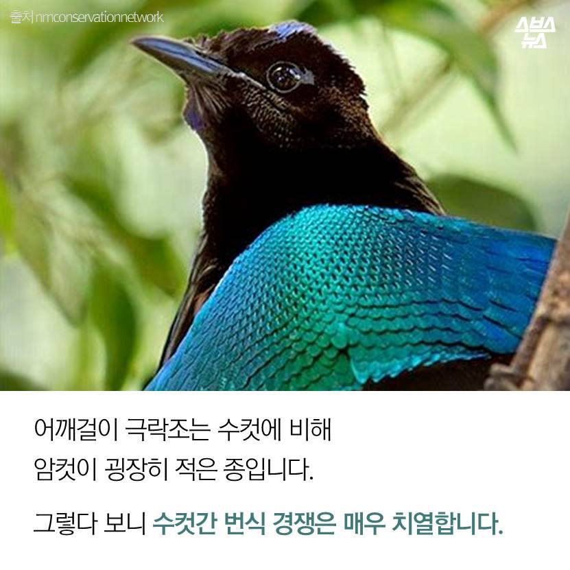 특이한 극락조.8.jpg