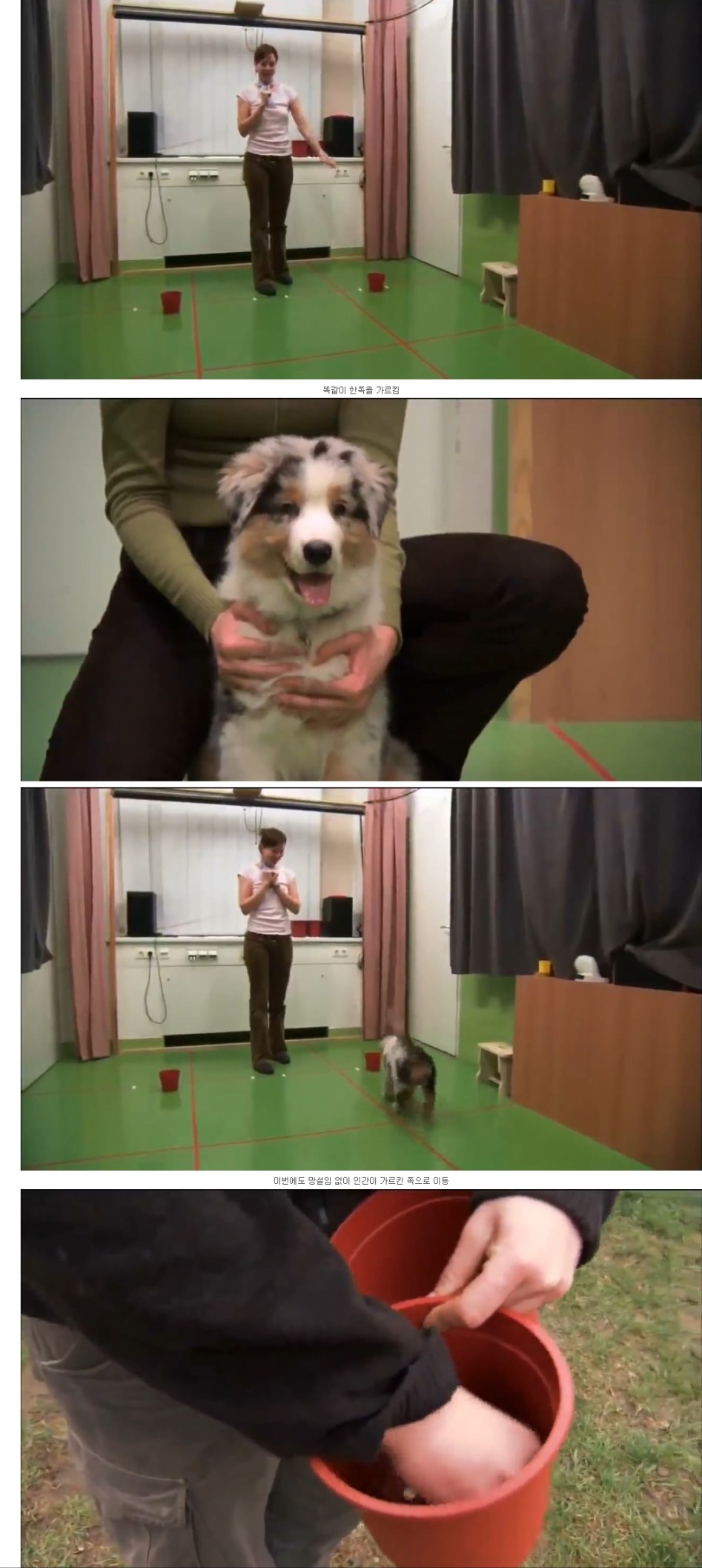 개와 늑대의 차이점 . jpg_2.jpg