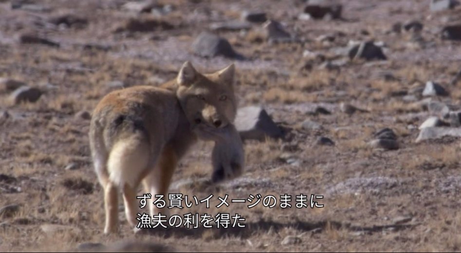 티벳여우가 사냥하는 법.jpg_4.jpg