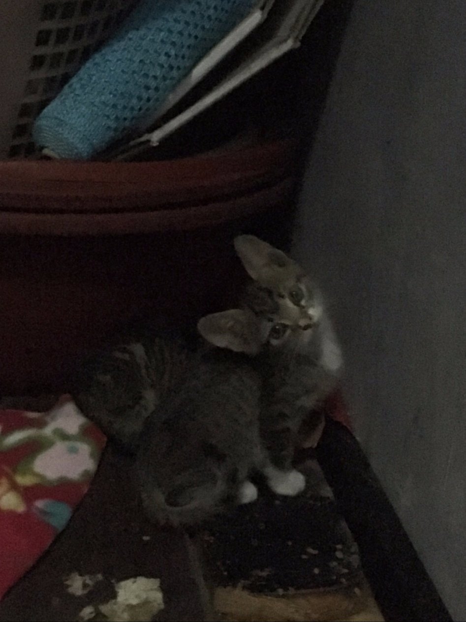 [분양] 아기 고양이 6마리 분양합니다. (고등어3, 흰+고등어3)_3.jpg