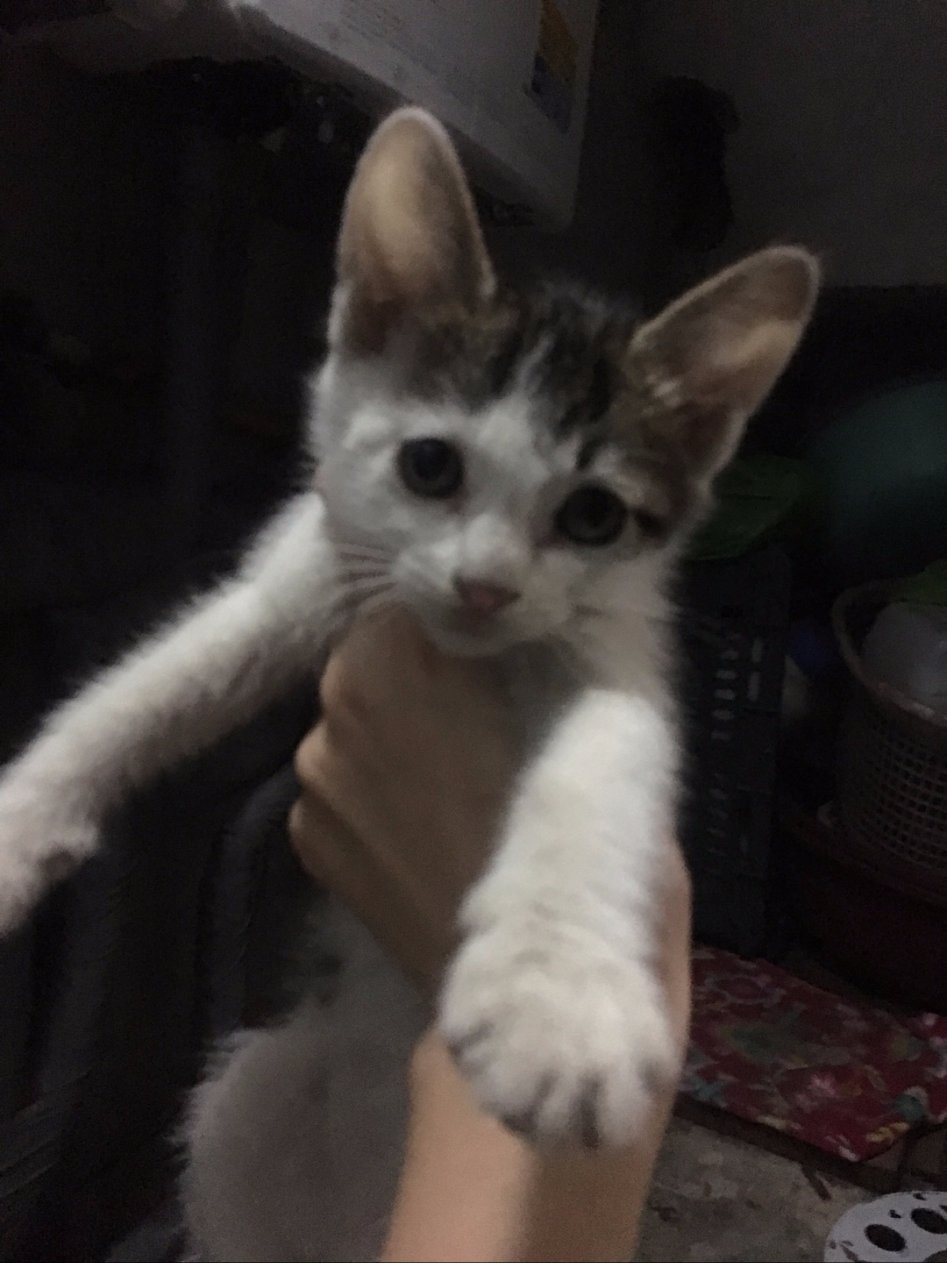 [분양] 아기 고양이 6마리 분양합니다. (고등어3, 흰+고등어3)_5.jpg