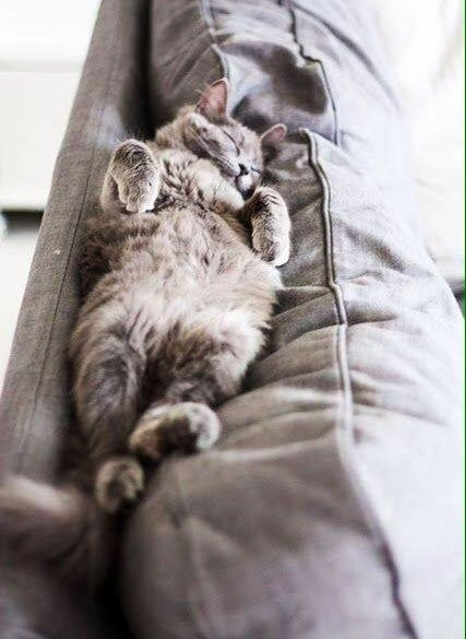 냥이웹 베스트 치트키 도전한다.jpgif_4.jpg