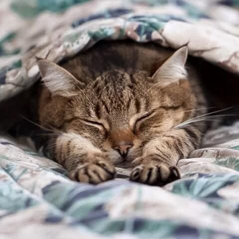 냥이웹 베스트 치트키 도전한다.jpgif_18.jpg