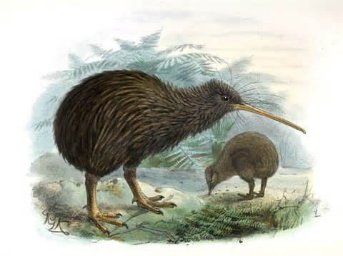 North-Island-Brown-Kiwi-2.jpg