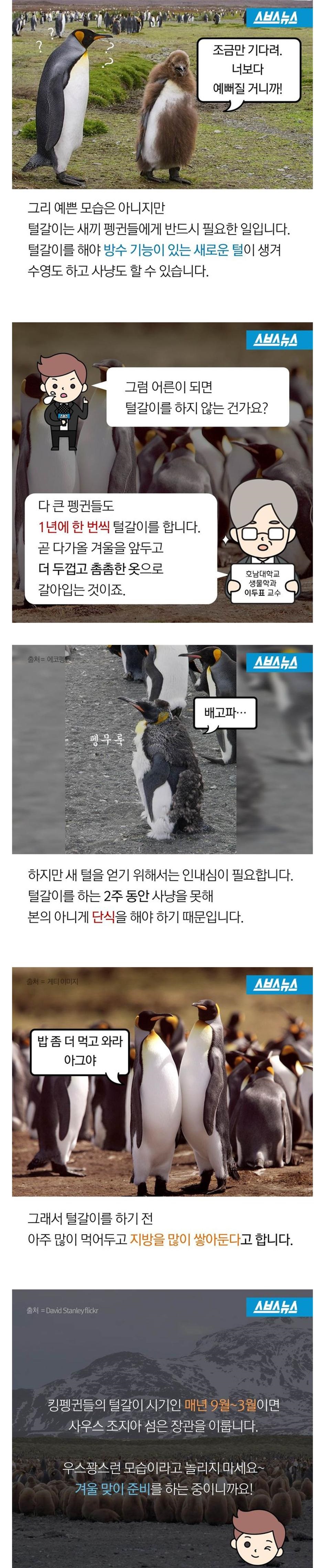 겨울을 앞둔 펭귄에게 벌어지는 일들002.jpg