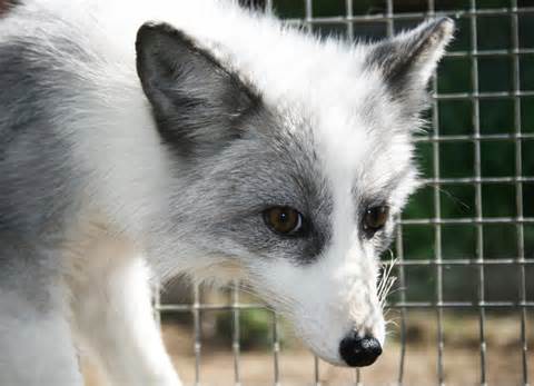 러시아의 신기한 은여우 실험_9.jpg