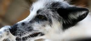 러시아의 신기한 은여우 실험_11.jpg