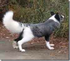 러시아의 신기한 은여우 실험_10.jpg