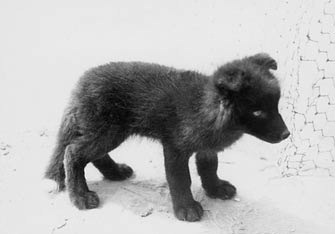 러시아의 신기한 은여우 실험_7.jpg