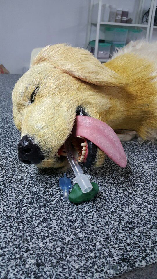 3D프린팅 동물 수술의료모형 제작기_31.jpg