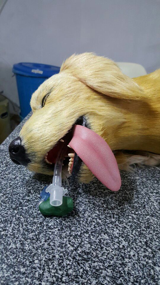 3D프린팅 동물 수술의료모형 제작기_40.jpg