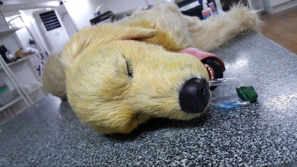 3D프린팅 동물 수술의료모형 제작기_39.jpg