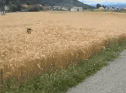 개 끈을 풀어줬더니_3.jpg