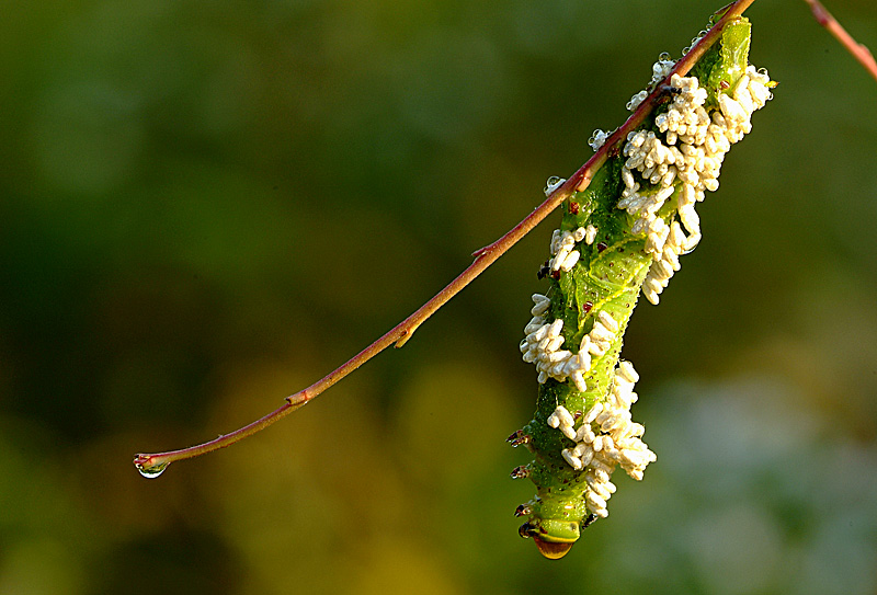[극혐] 기생_1.jpg