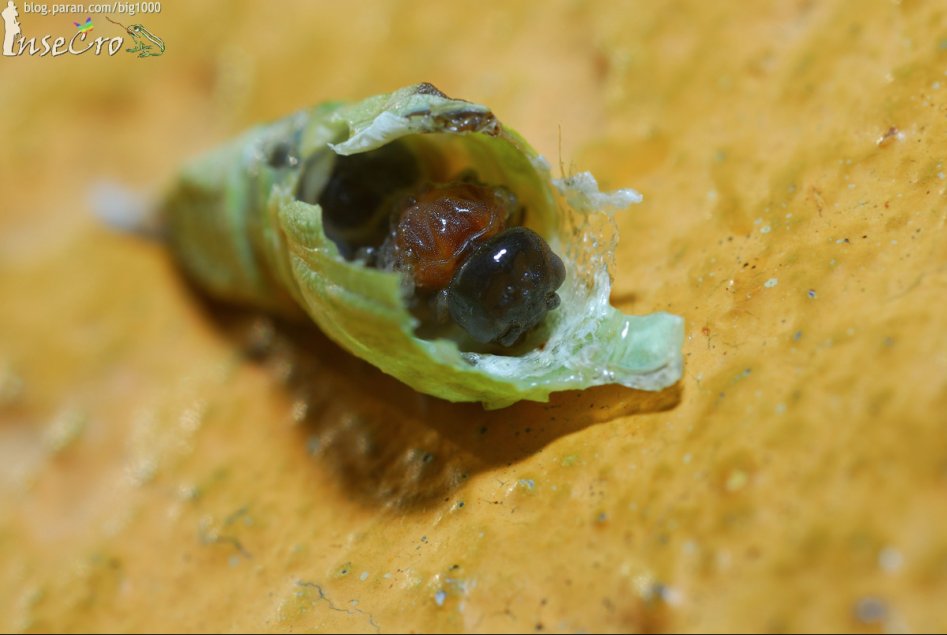 [극혐] 기생_2.jpg