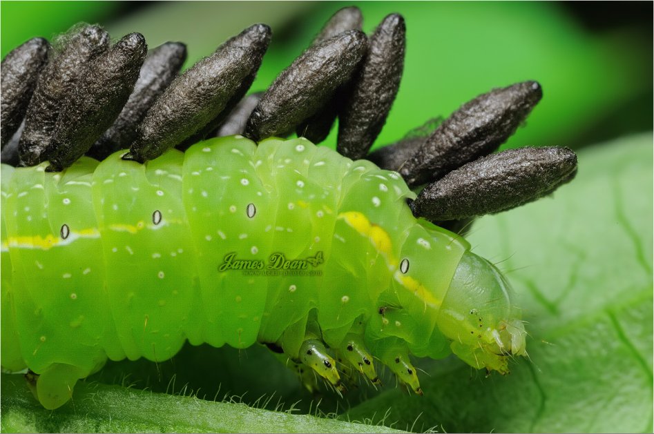 [극혐] 기생_3.jpg