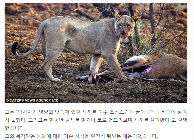 임신한 사슴을 공격한 사자3.png