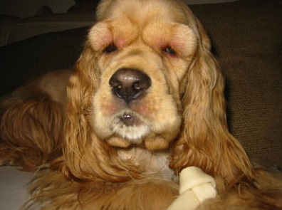 벌에게 쏘인 개와 고양이의 차이_3.jpg