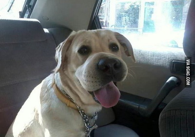 벌에게 쏘인 개와 고양이의 차이_4.jpg