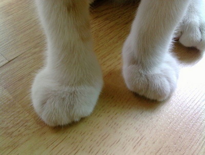 벌에게 쏘인 개와 고양이의 차이_10.jpg