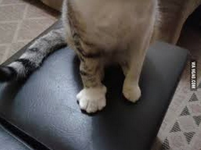 벌에게 쏘인 개와 고양이의 차이_11.jpg