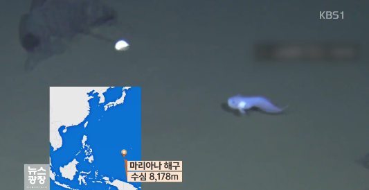 수심 8,178m에서 심해어 촬영 성공한 일본2.png