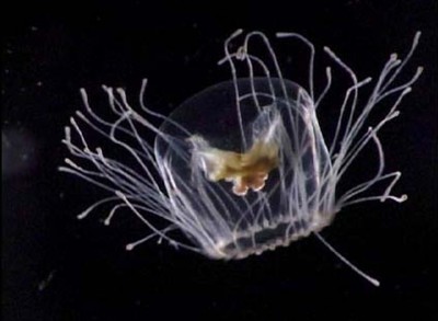 "자연사"가 존재하지 않는 생물_1.jpg