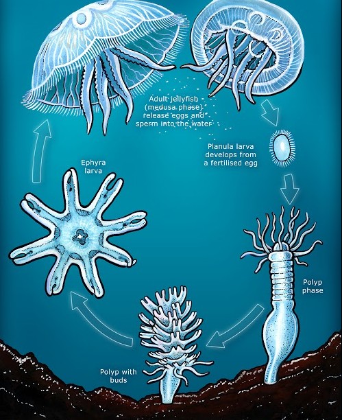 "자연사"가 존재하지 않는 생물_2.jpg