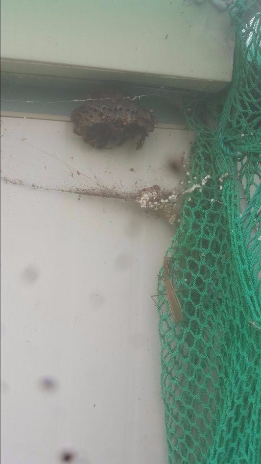 우리집 동물 및 농사생활입니다 (스압)_11.jpg