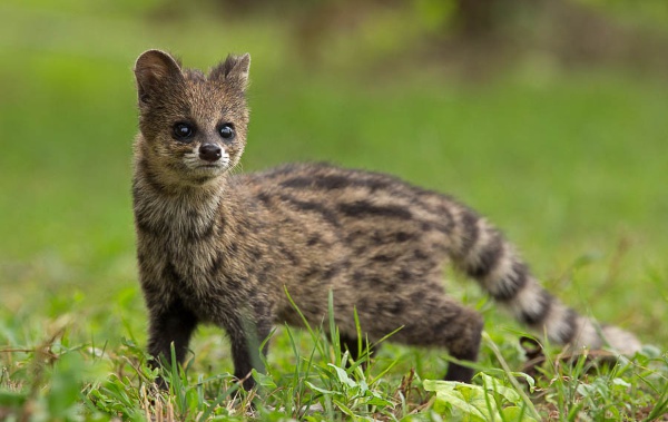 인간들은 내 똥을 먹는다._4.jpg