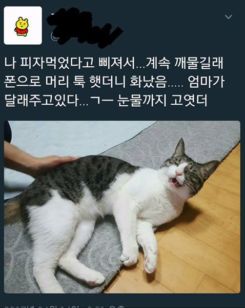 서러운 고냥이.jpg