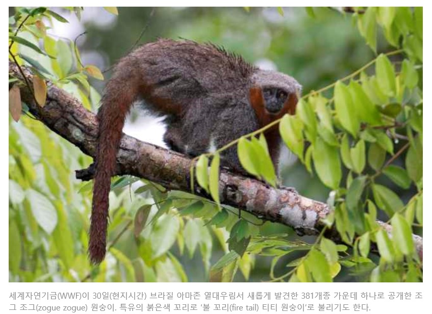 아마존 열대 우림에서 새로운 원숭이..jpg