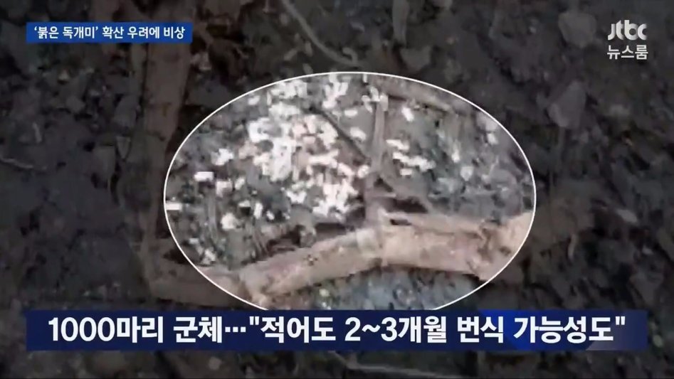 부산 독개미의 위험성._3.jpg