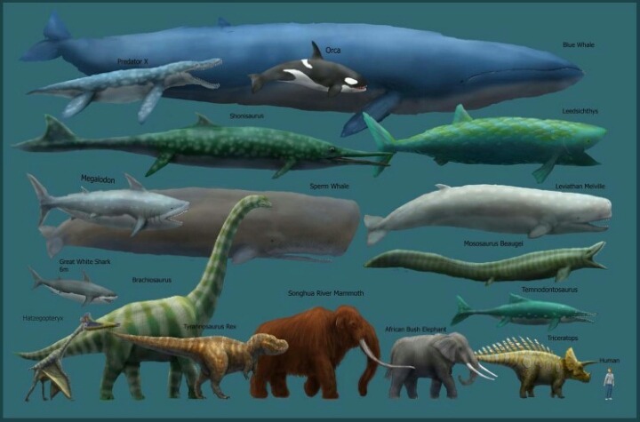 지구 역사상 가장 큰 동물4.jpg