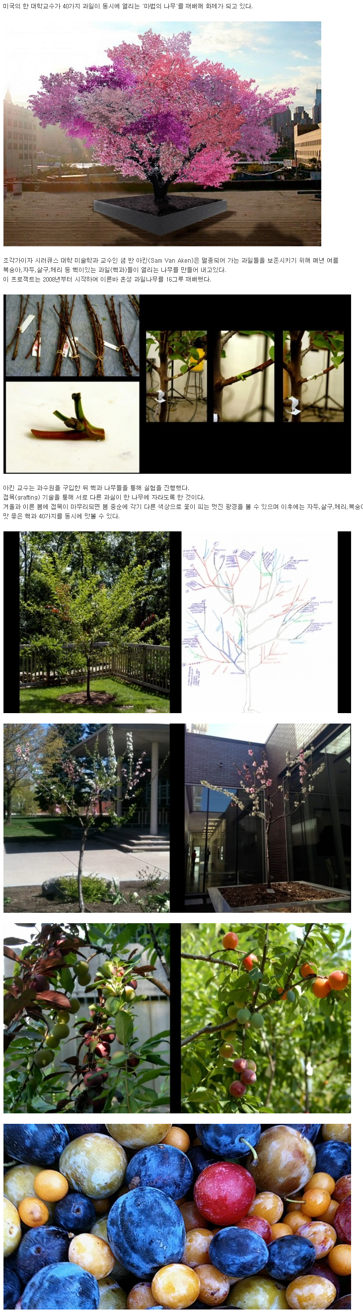 40가지 과일이 열리는 나무._1.png