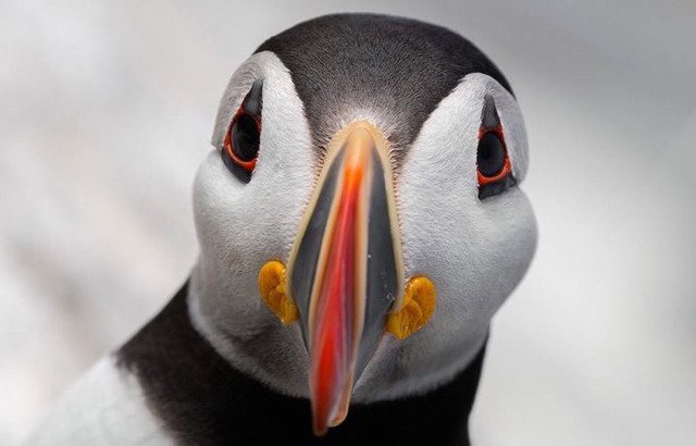 내셔널 지오그래픽 올해의 사진 후보._9.jpg