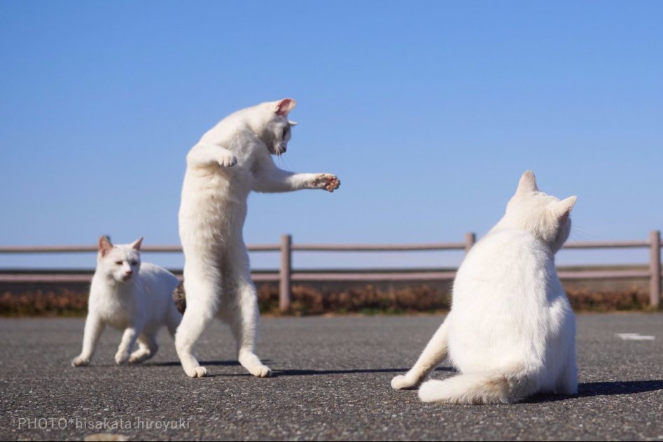 고양이 강호의 두 라이벌, 백묘권과 흑묘권의 수행 모습_1.jpg