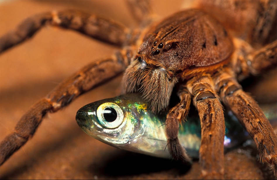 (약혐) 거미의 친척들의 몸 구조를 알아보자_3.jpg