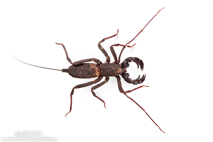 (약혐) 거미의 친척들의 몸 구조를 알아보자_7.jpg