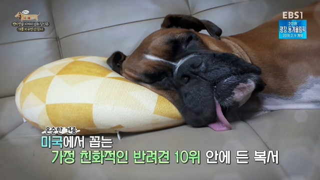 최시원이 국내 애견계에 일궈낸 업적_4.jpg