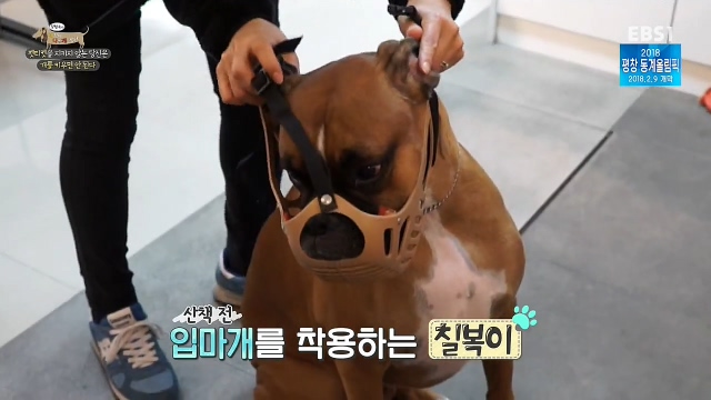 최시원이 국내 애견계에 일궈낸 업적_7.jpg