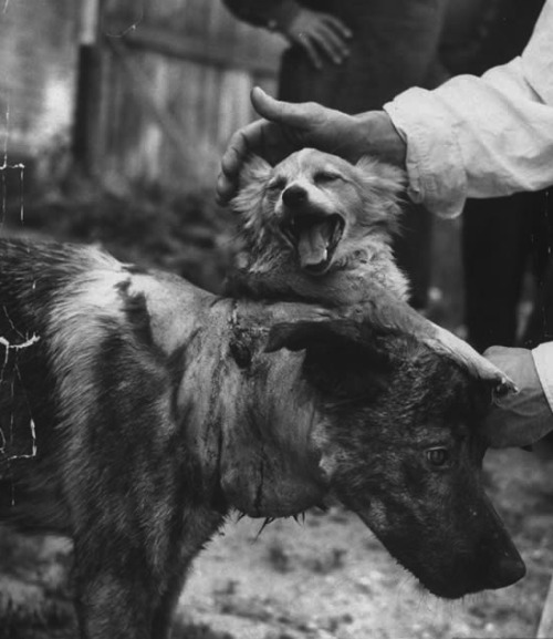 개머리 수술 무의미하다? 데미코프에 대해서 알아보자!_3.jpg