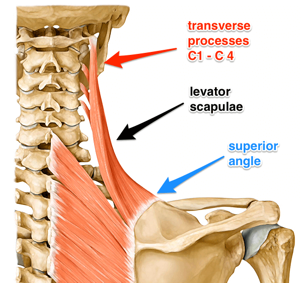 levator-scapulae.png