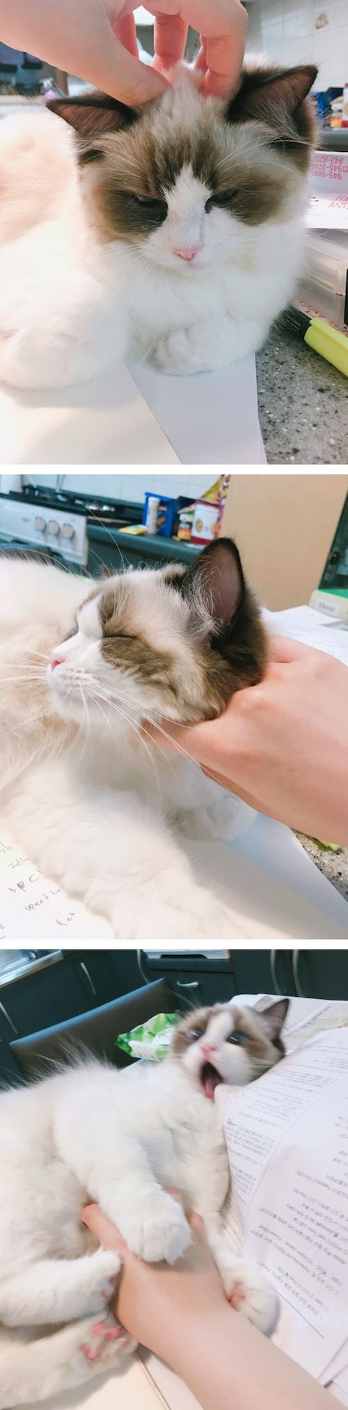 고양이 부위별 만졌을 때 표정_1.jpg