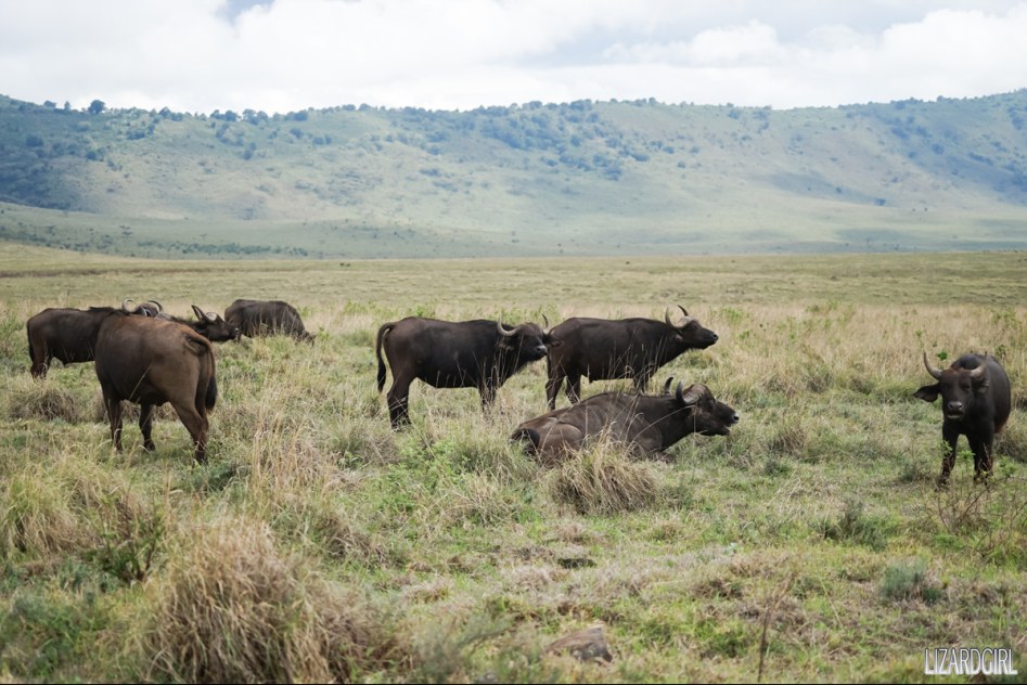 (스압주의) 웰컴 투 사파리 파크 - 1편 탄자니아 응고롱고로_14.jpg
