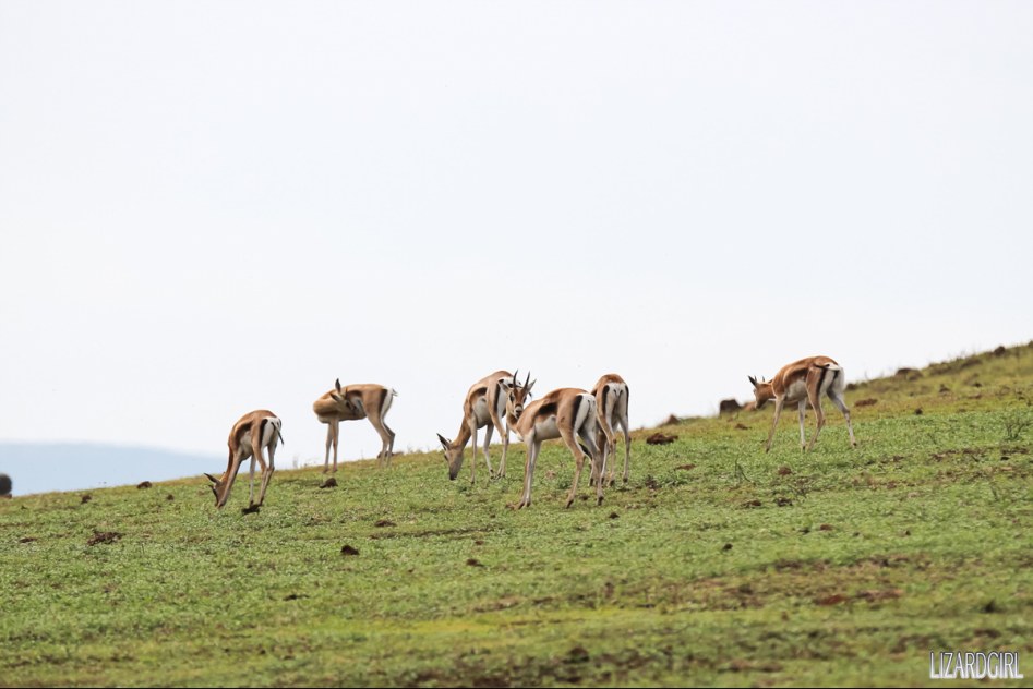 (스압주의) 웰컴 투 사파리 파크 - 1편 탄자니아 응고롱고로_17.jpg