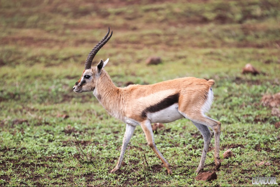 (스압주의) 웰컴 투 사파리 파크 - 1편 탄자니아 응고롱고로_18.jpg