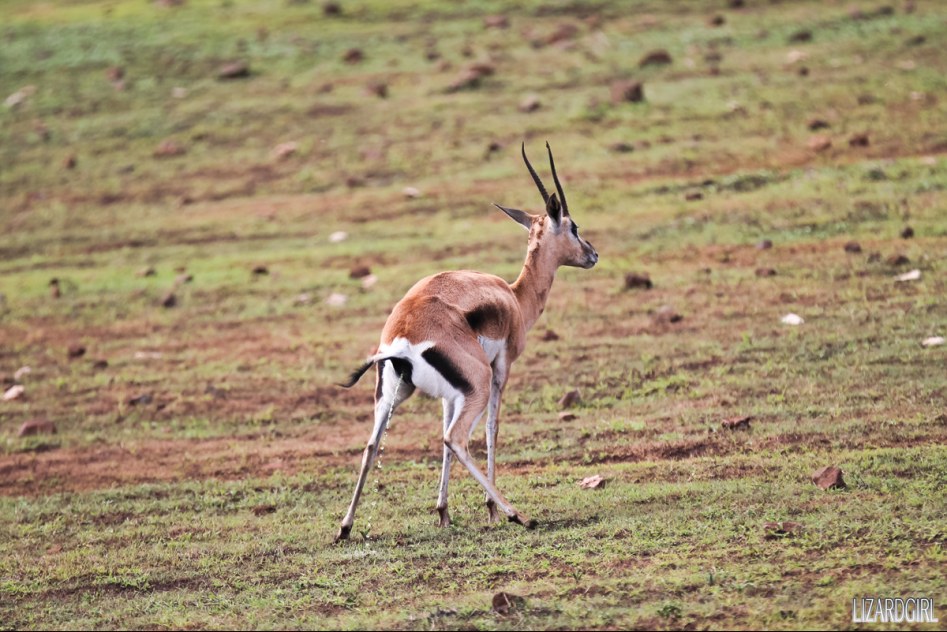 (스압주의) 웰컴 투 사파리 파크 - 1편 탄자니아 응고롱고로_20.jpg
