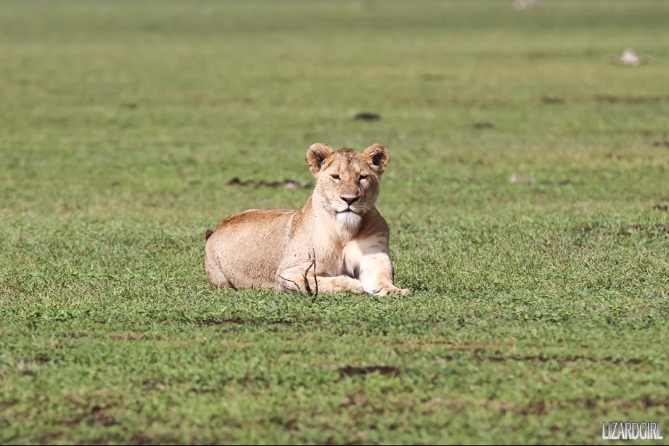 (스압주의) 웰컴 투 사파리 파크 - 1편 탄자니아 응고롱고로_24.jpg