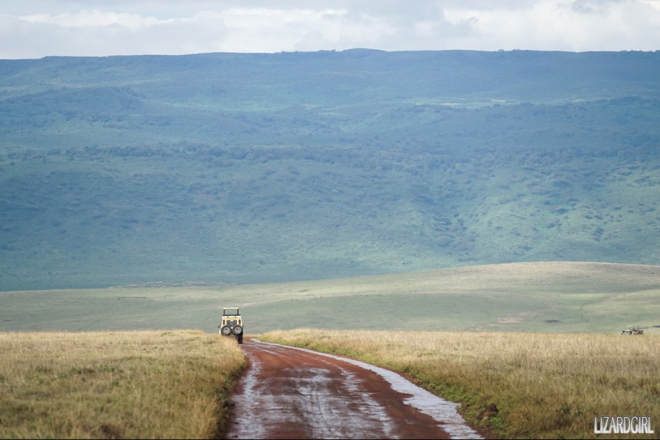(스압주의) 웰컴 투 사파리 파크 - 1편 탄자니아 응고롱고로_30.jpg
